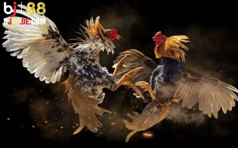 Lợi ích khi tham gia Đá gà 888