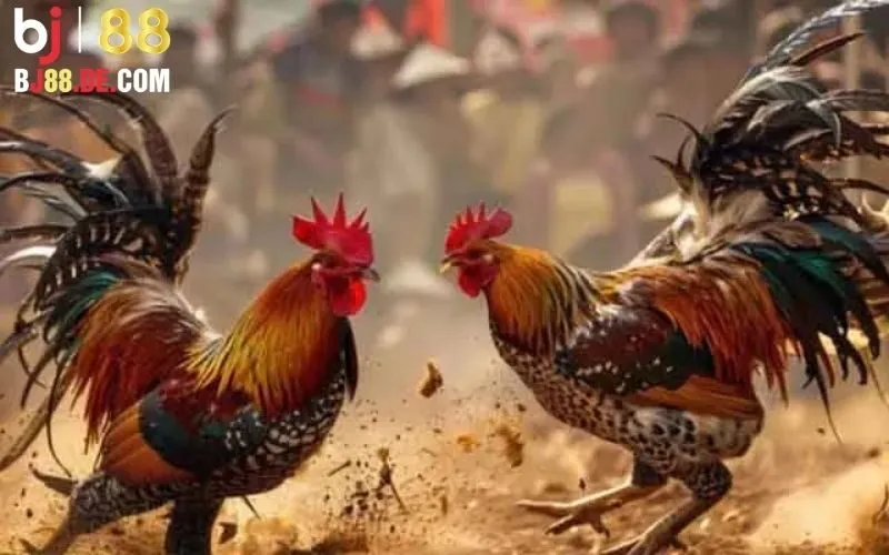 Đá gà cựa sắt