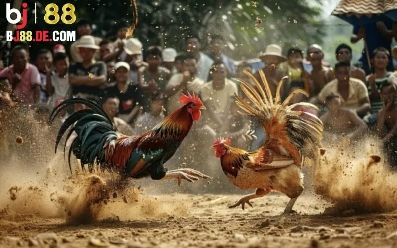 Đá gà cựa sắt