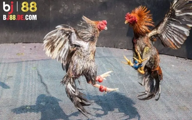 Chiến thuật cá cược hiệu quả