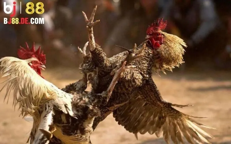 Hướng dẫn tham gia cá cược đá gà Thomo trên Bj88