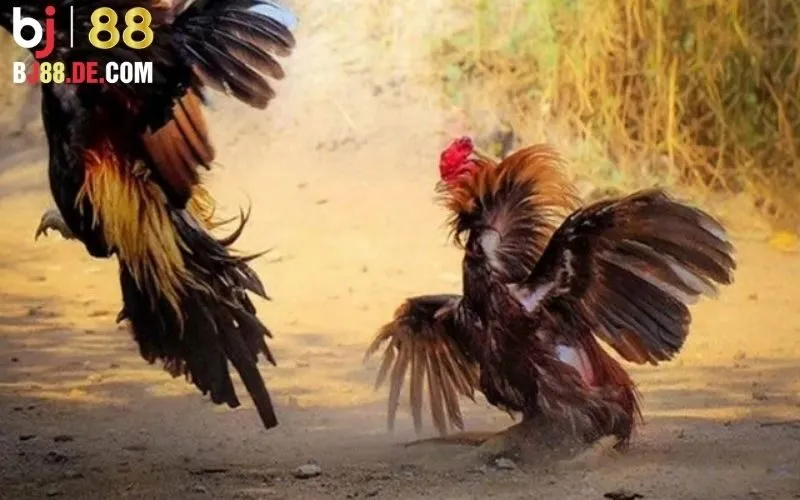 Đá gà trực tiếp